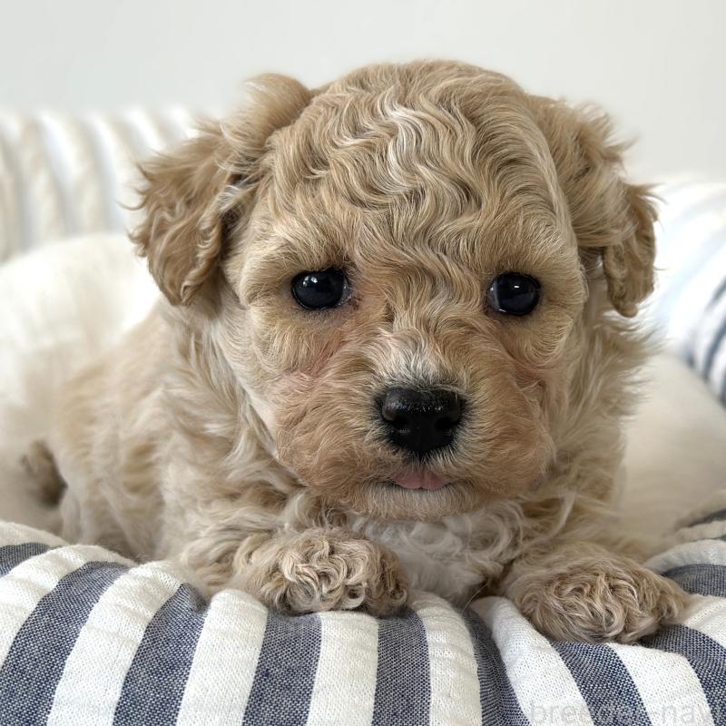 販売中の栃木県のビションプー:ビションフリーゼ×トイプードル-445208の2枚目