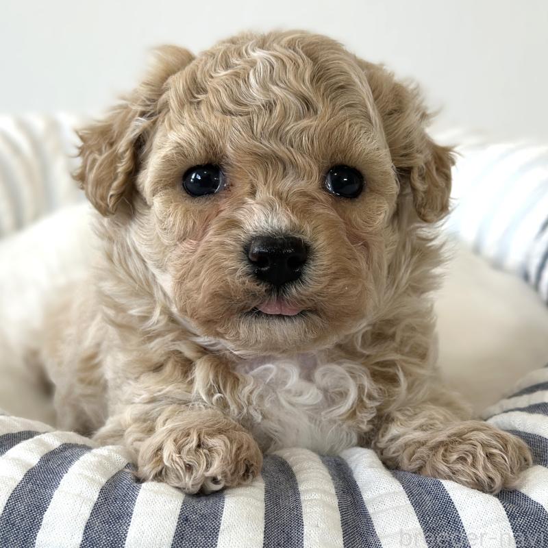 販売中の栃木県のビションプー:ビションフリーゼ×トイプードル-445208の1枚目