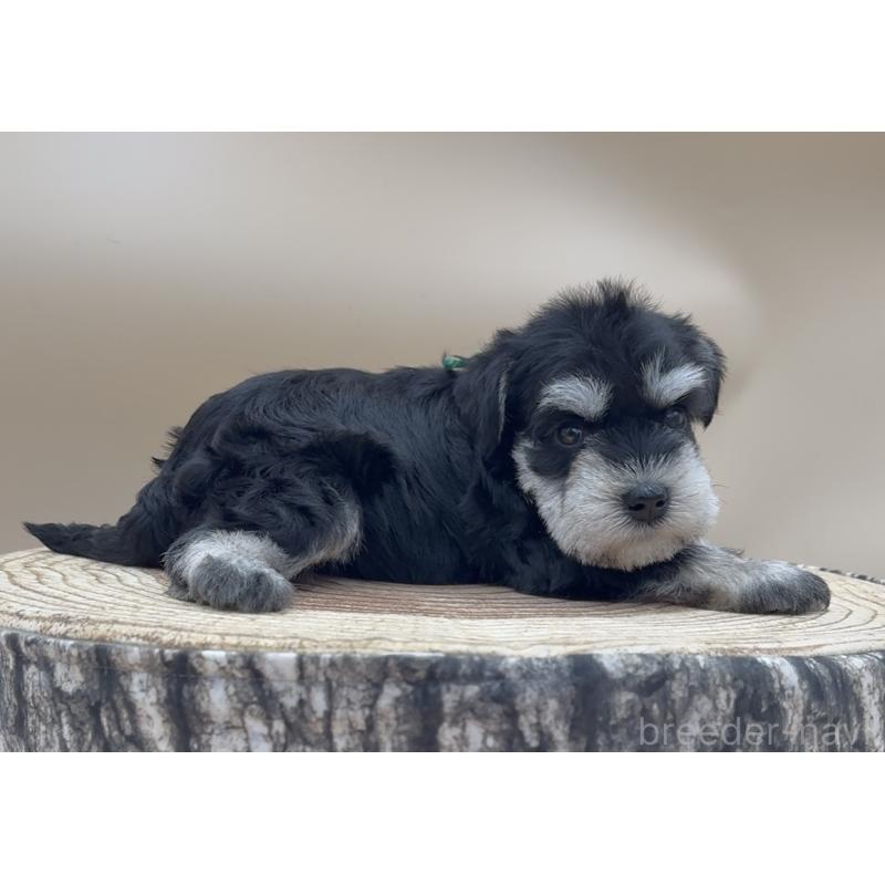 販売中の愛知県のミニチュアシュナウザー-445210の1枚目