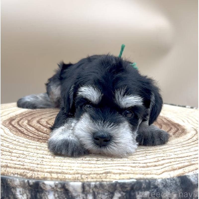 販売中の愛知県のミニチュアシュナウザー-445210の5枚目