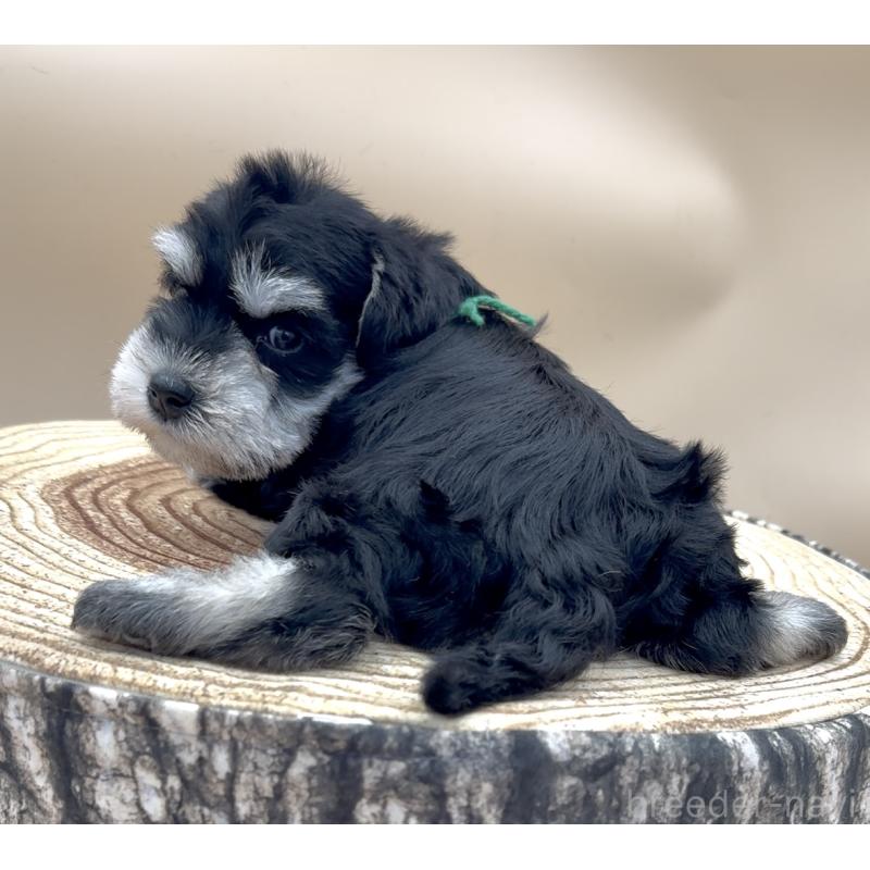 販売中の愛知県のミニチュアシュナウザー-445210の4枚目