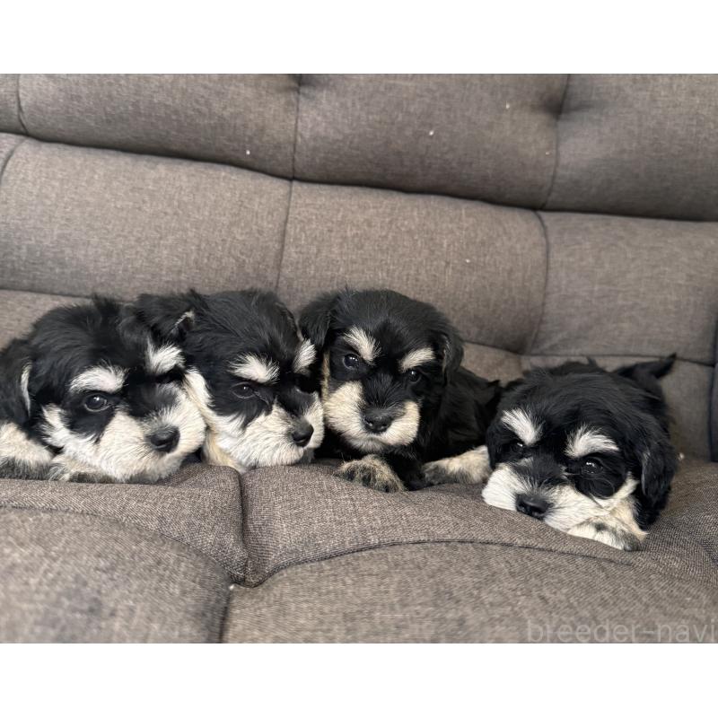 販売中の愛知県のミニチュアシュナウザー-445210の2枚目