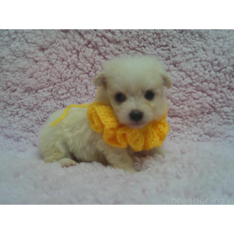 販売中の茨城県のミックス犬-445209の1枚目