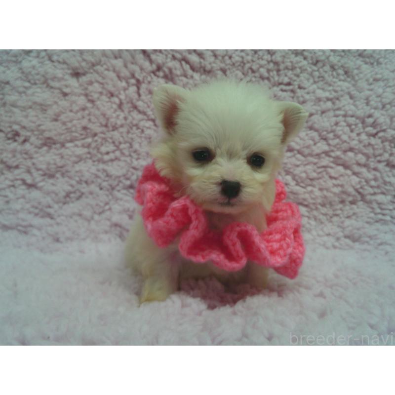 販売中の茨城県のミックス犬-445211の2枚目