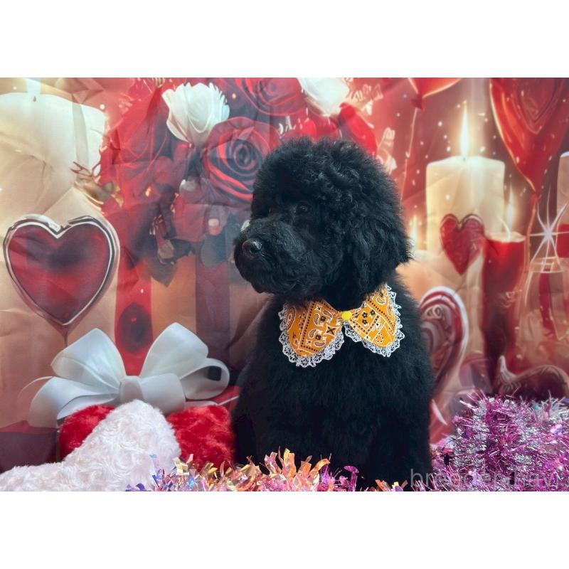 販売中の大阪府のラブラドゥードル:ラブラドールレトリーバー×プードル-427925の2枚目