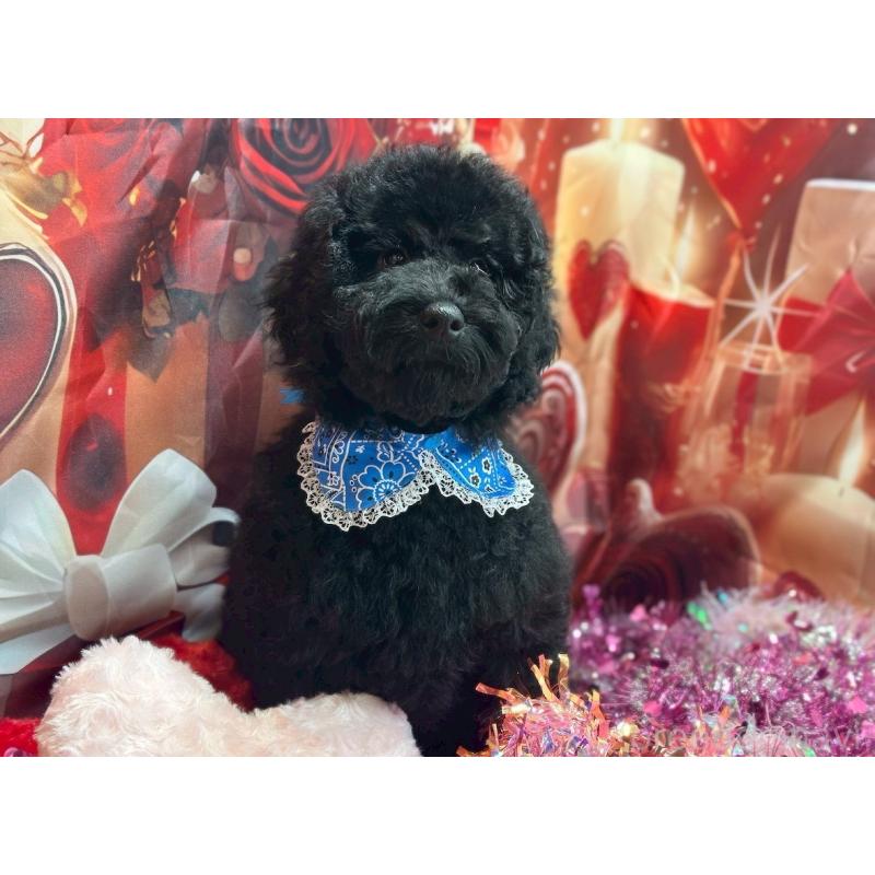 販売中の大阪府のラブラドゥードル:ラブラドールレトリーバー×プードル-427923の2枚目