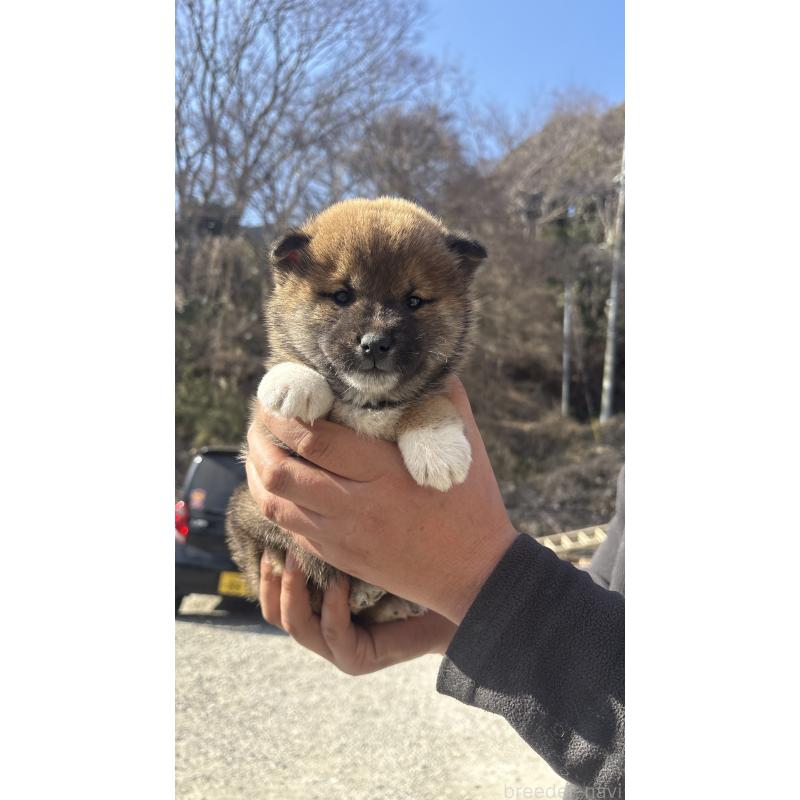販売中の茨城県の柴犬-445213の3枚目