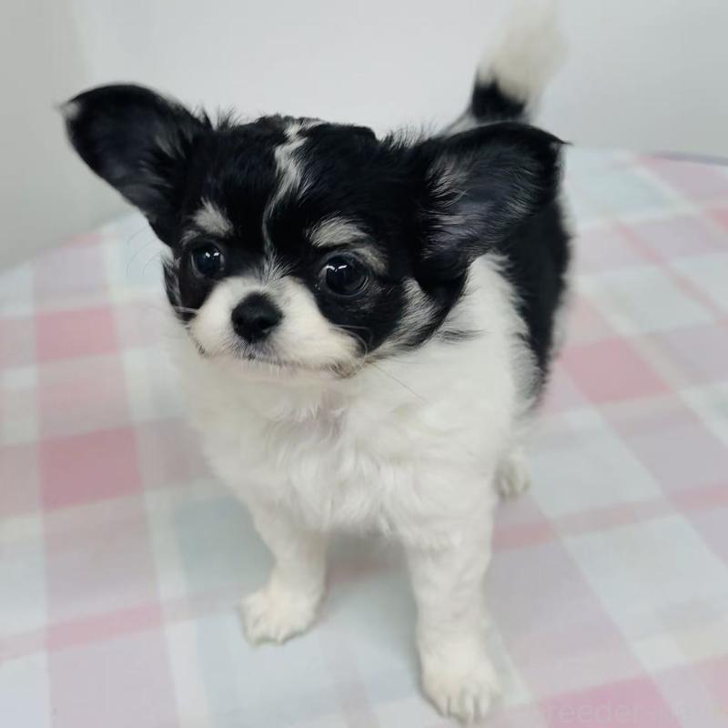 販売中の東京都のチワワ(ロングコート)-445215の6枚目