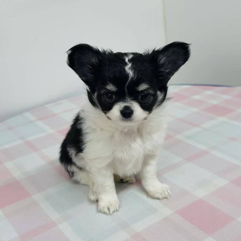 販売中の東京都のチワワ(ロングコート)-445215の5枚目