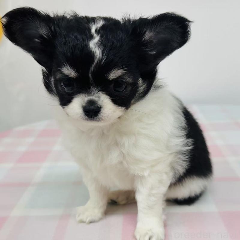 販売中の東京都のチワワ(ロングコート)-445215の4枚目