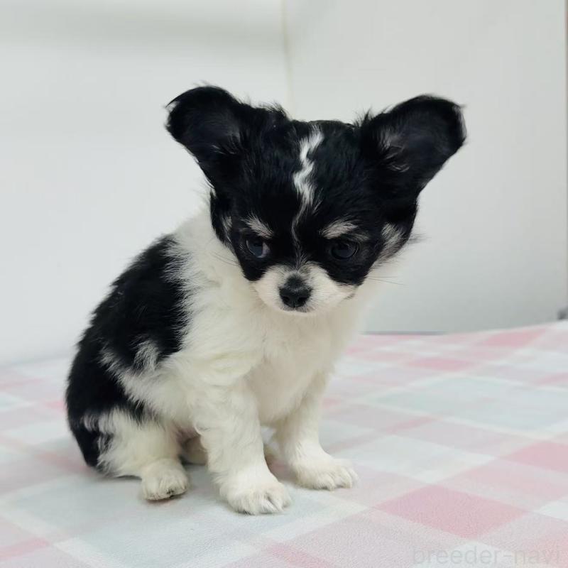 販売中の東京都のチワワ(ロングコート)-445215の2枚目