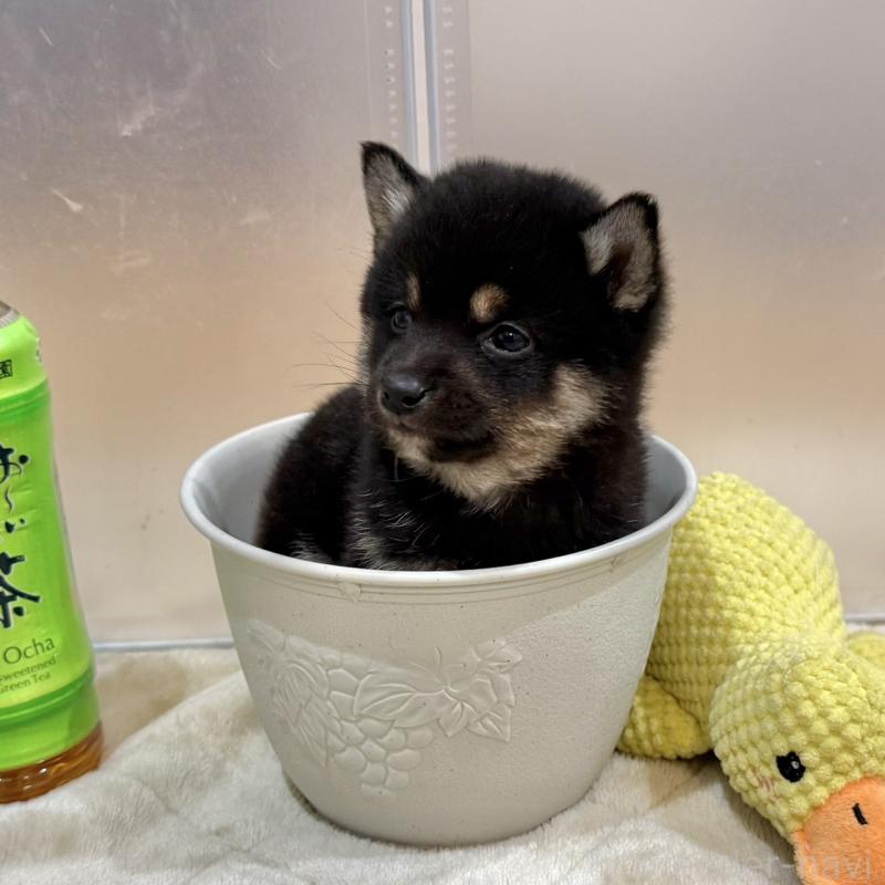 販売中の千葉県の豆柴-445214の4枚目