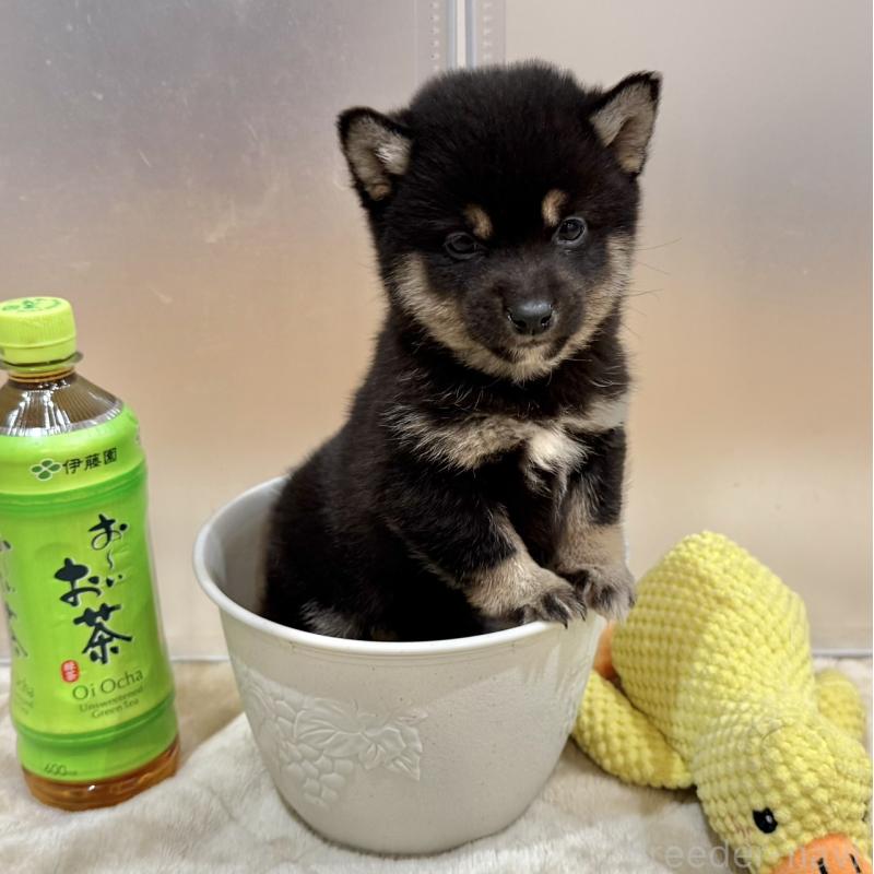 販売中の千葉県の豆柴-445214の3枚目