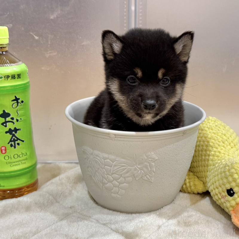 販売中の千葉県の豆柴-445214の2枚目