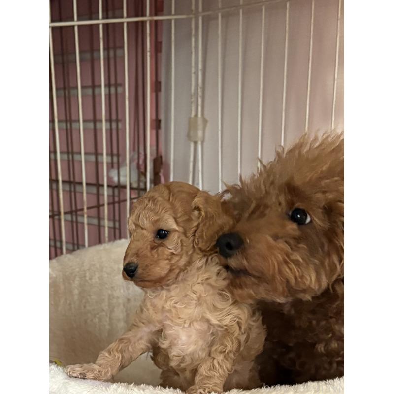 販売中の福岡県のトイプードル-445217の4枚目