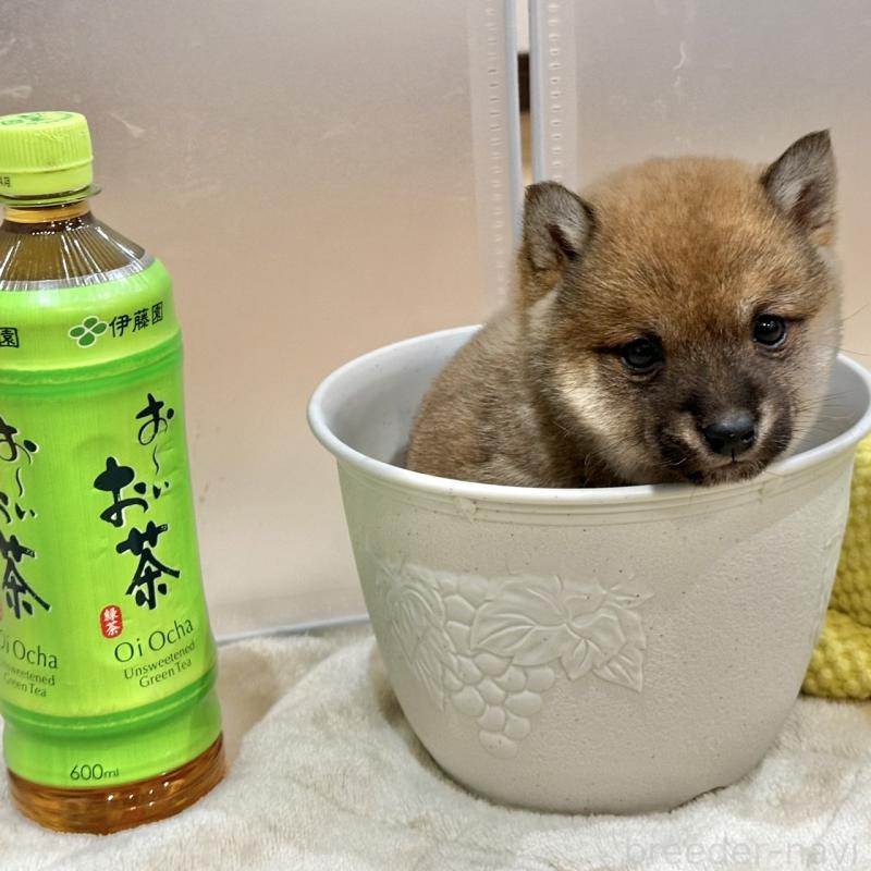 販売中の千葉県の豆柴-445216の5枚目