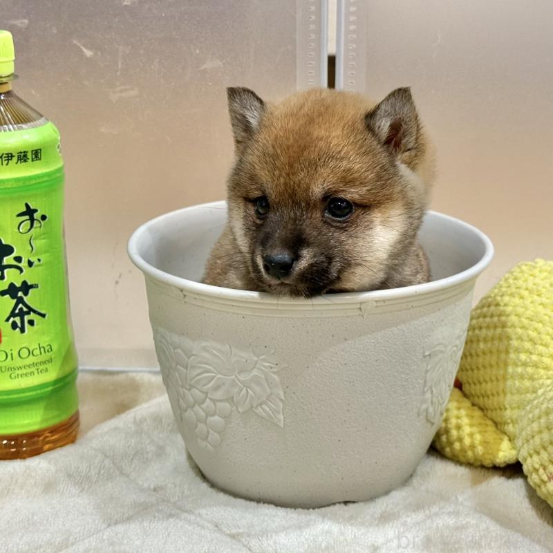 販売中の千葉県の豆柴-445216の4枚目