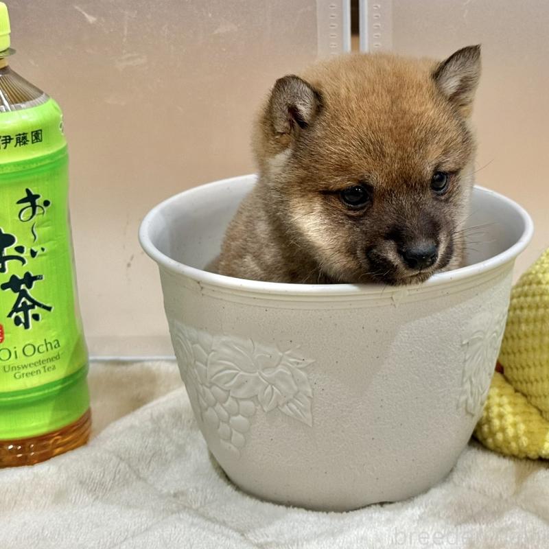 販売中の千葉県の豆柴-445216の3枚目