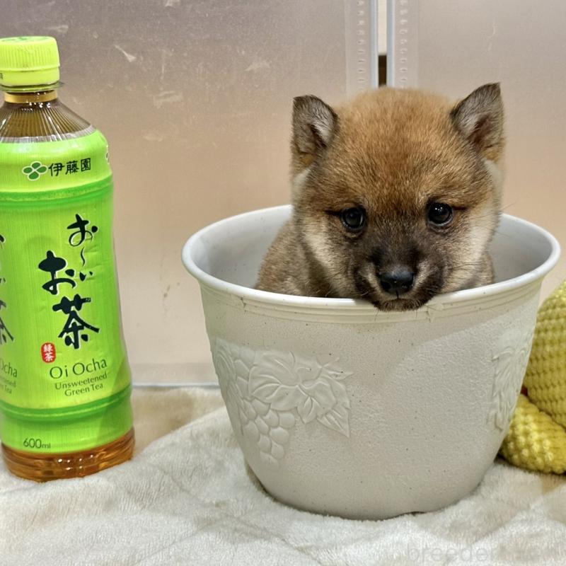 販売中の千葉県の豆柴-445216の2枚目