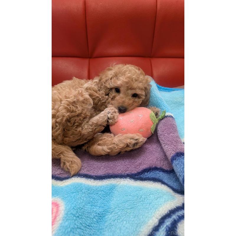 販売中の福岡県のトイプードル-445217の3枚目