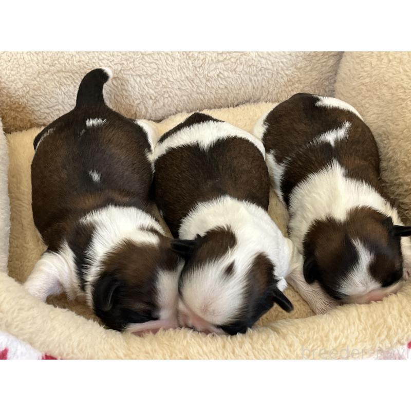 販売中の愛知県のシーズー-445218の2枚目