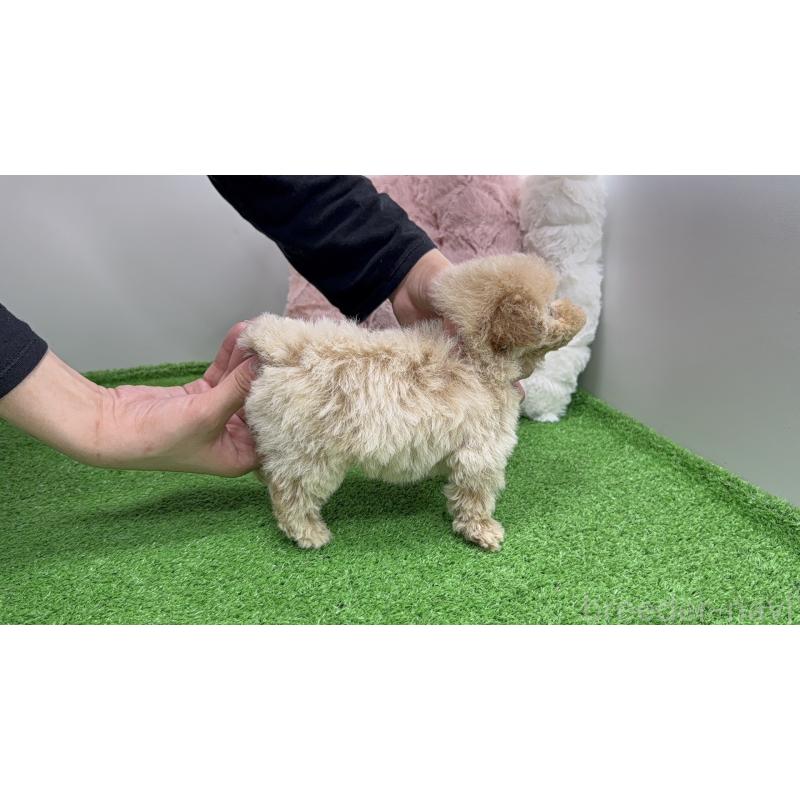 販売中の新潟県のティーカッププードル-445219の4枚目