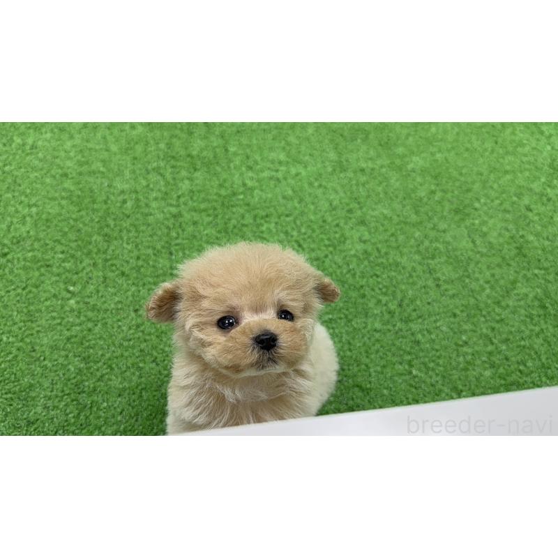 販売中の新潟県のティーカッププードル-445219の2枚目