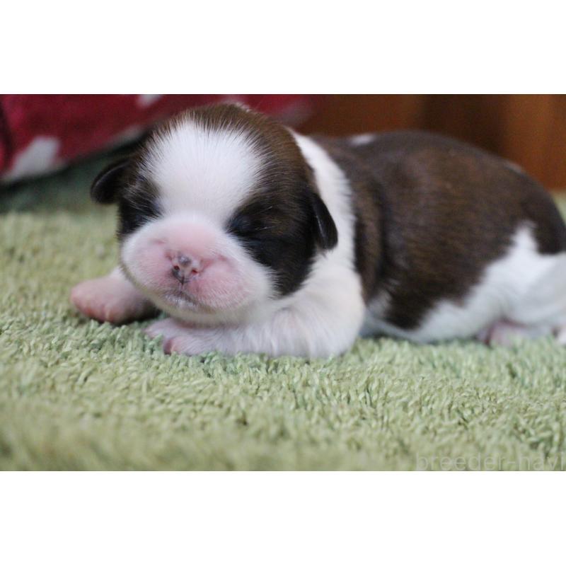 販売中の愛知県のシーズー-445221の6枚目