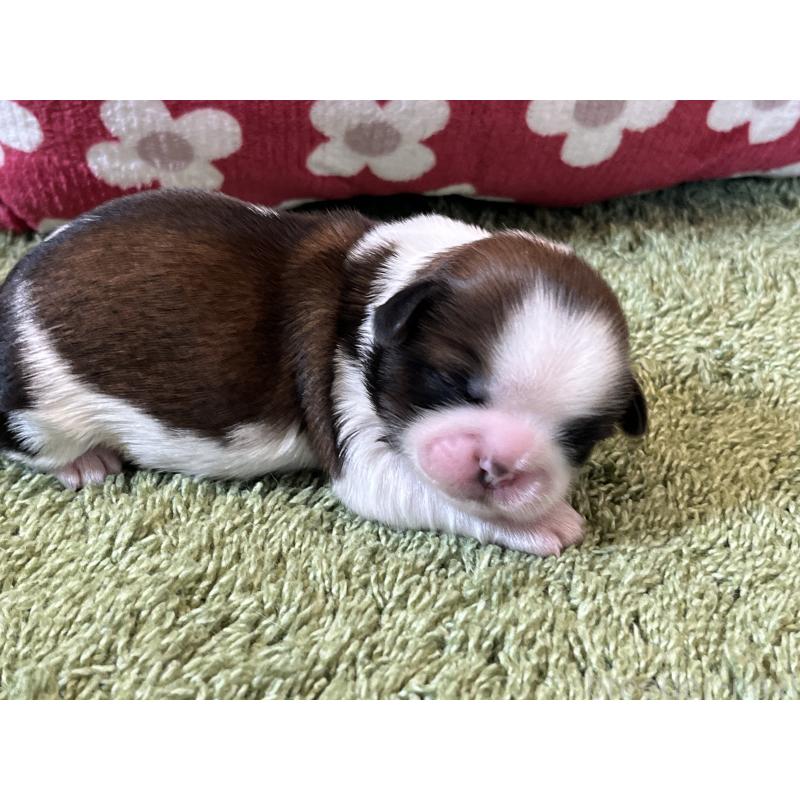 販売中の愛知県のシーズー-445221の3枚目