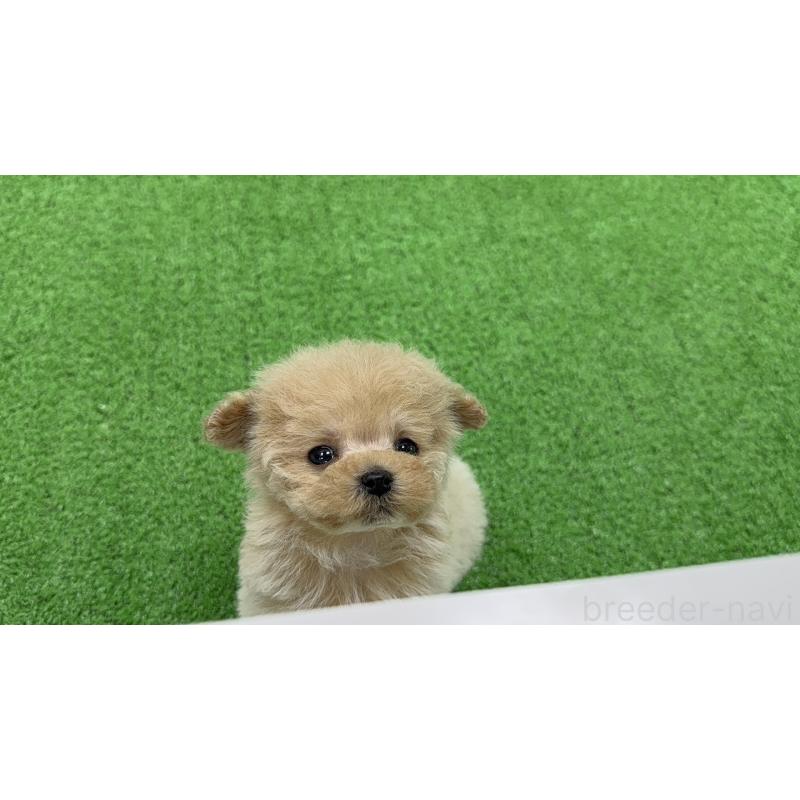 商談中の東京都のティーカッププードル-445220の5枚目