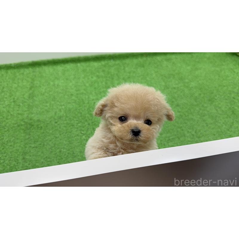 商談中の東京都のティーカッププードル-445220の4枚目