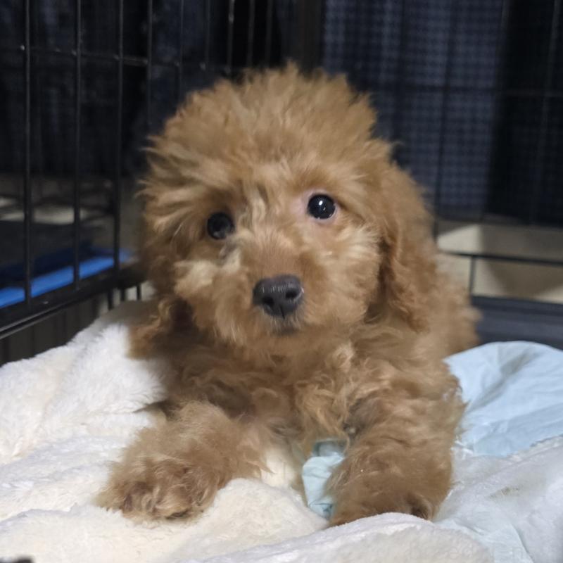 販売中の岡山県のトイプードル-430821