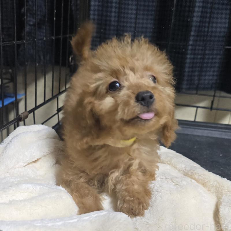 販売中の岡山県のトイプードル-430821