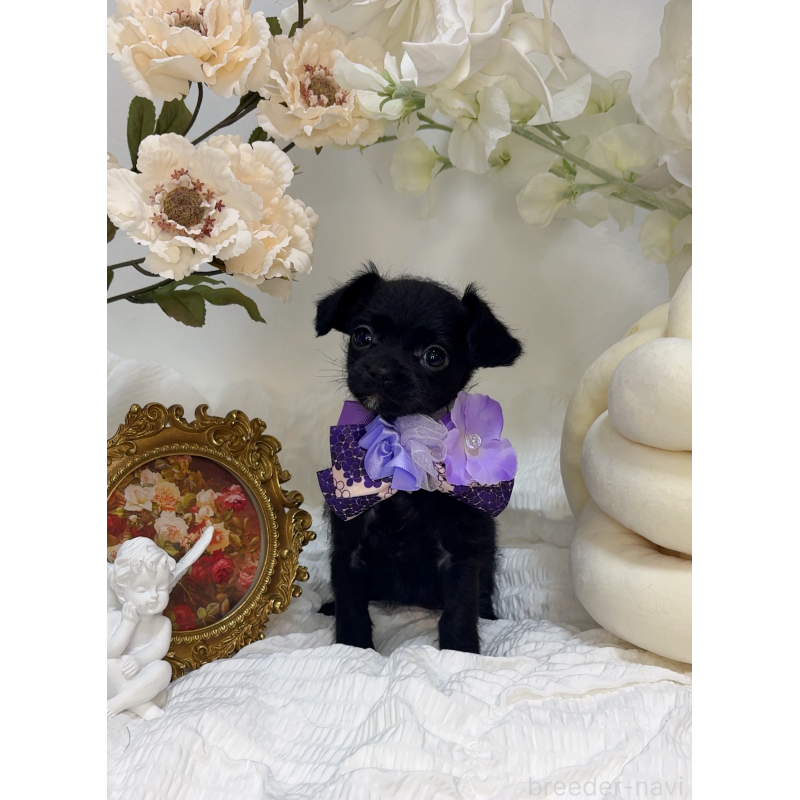 販売中の大阪府のチワプー:チワワ×トイプードル-439148の7枚目