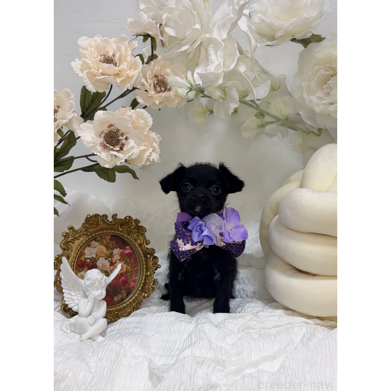 販売中の大阪府のチワプー:チワワ×トイプードル-439148の6枚目