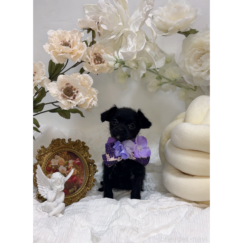 販売中の大阪府のチワプー:チワワ×トイプードル-439148の5枚目