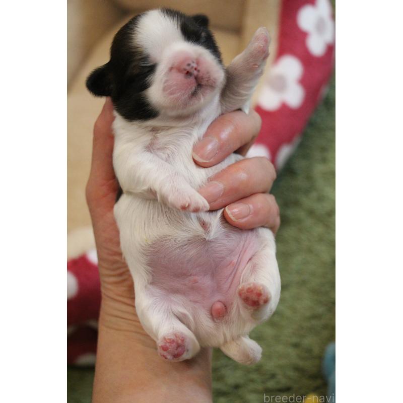 販売中の愛知県のシーズー-445223の5枚目