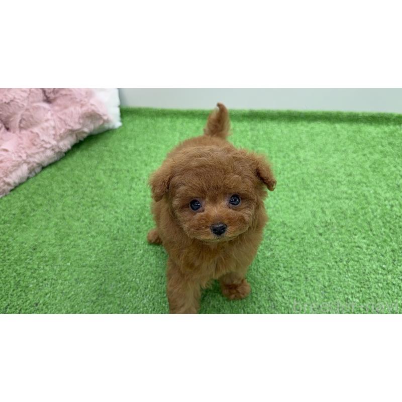 販売中の新潟県のティーカッププードル-445226の8枚目