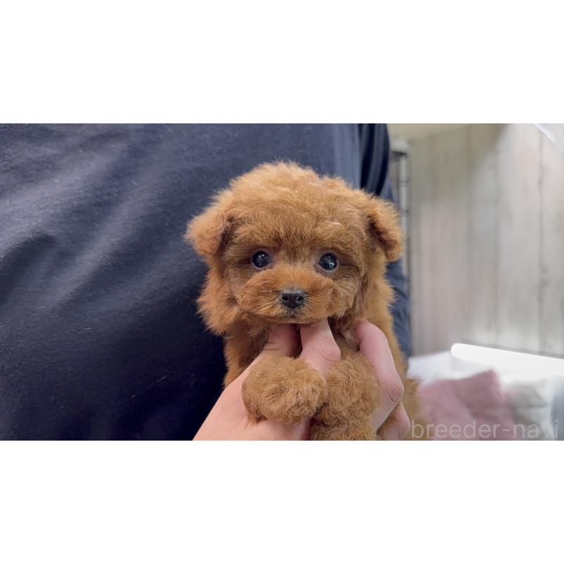 販売中の新潟県のティーカッププードル-445226の3枚目