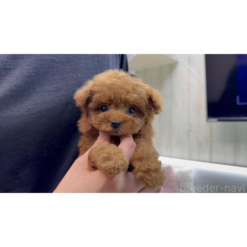 販売中の東京都のティーカッププードル-445227の9枚目