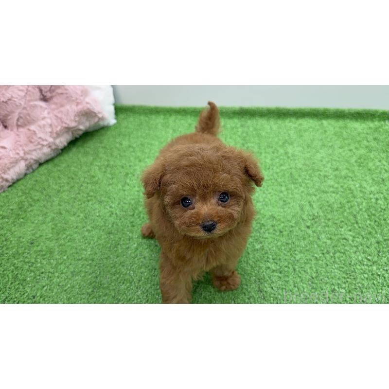 販売中の東京都のティーカッププードル-445227の7枚目