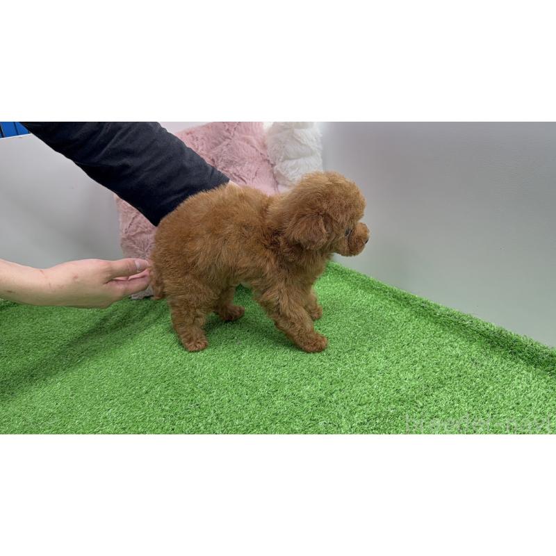 販売中の東京都のティーカッププードル-445227の6枚目