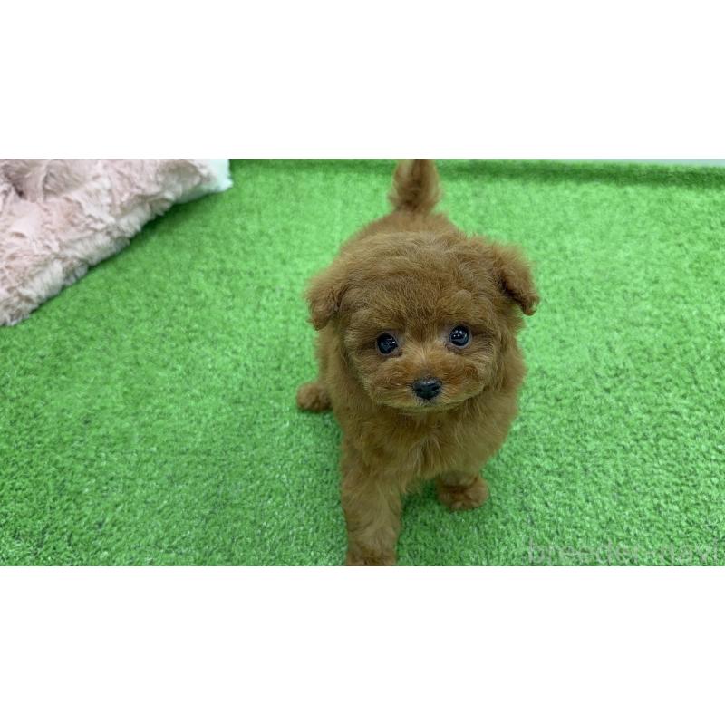 販売中の東京都のティーカッププードル-445227の5枚目