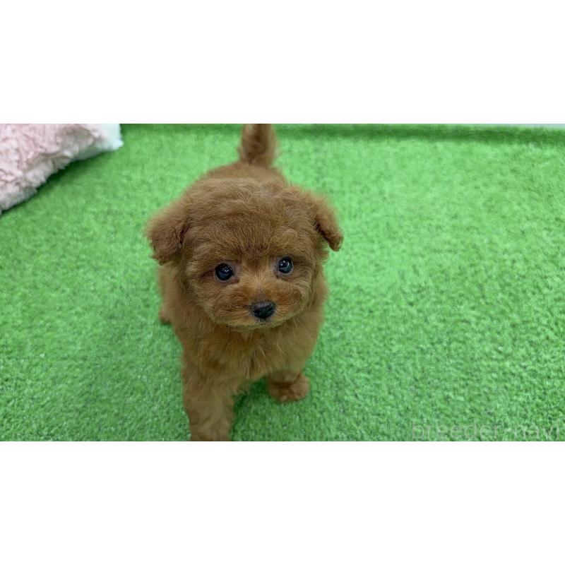 販売中の東京都のティーカッププードル-445227の4枚目