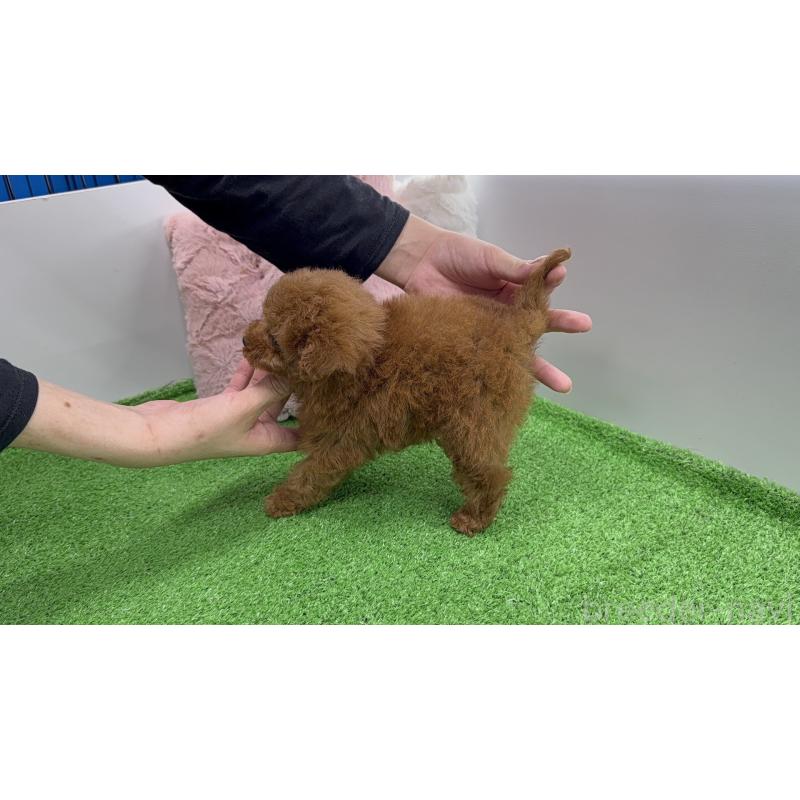 販売中の東京都のティーカッププードル-445227の3枚目