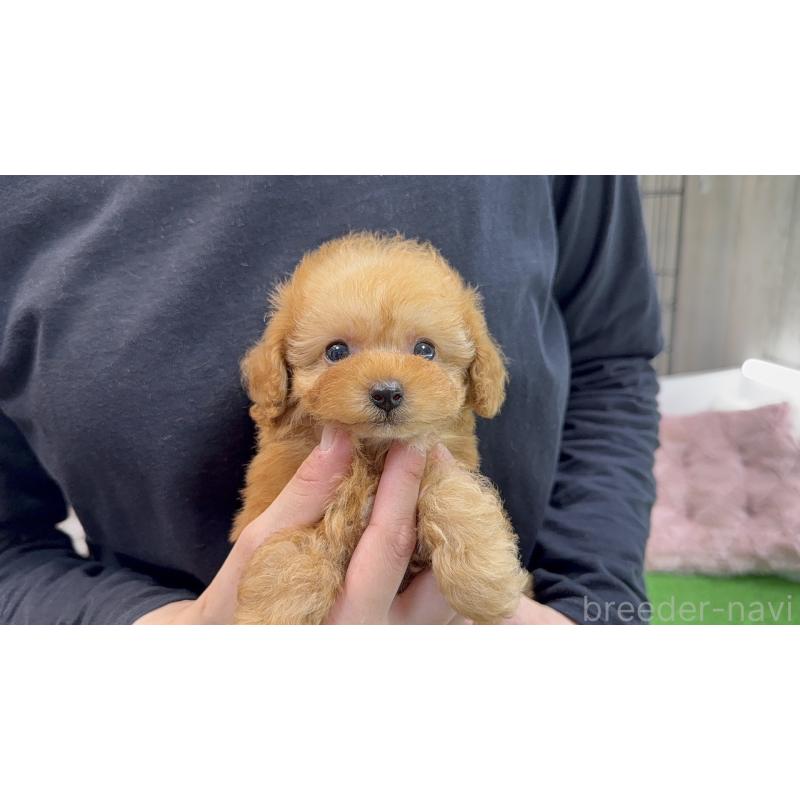 販売中の新潟県のティーカッププードル-445229の3枚目