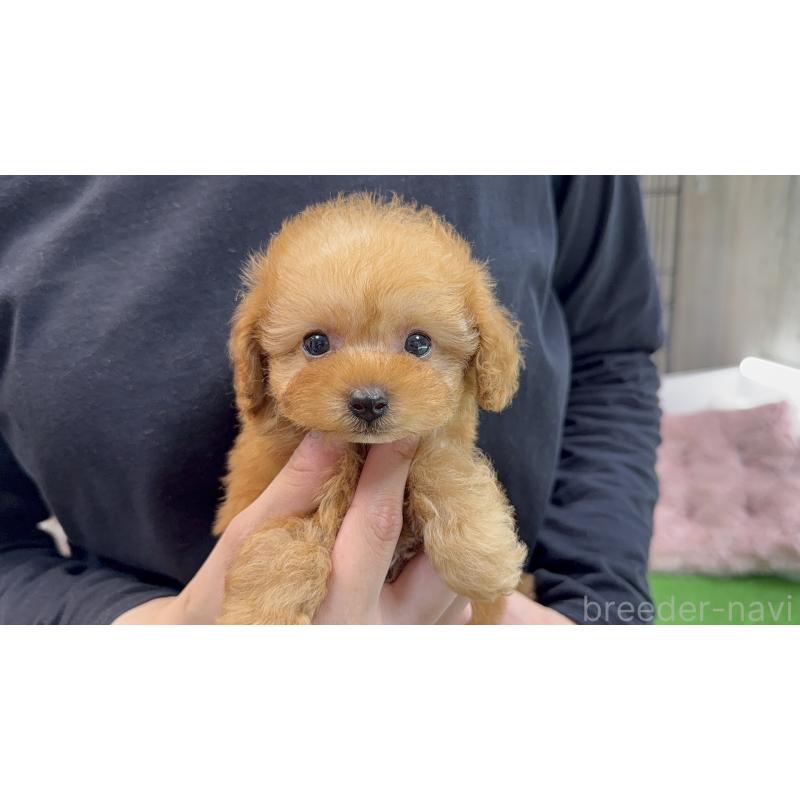 販売中の東京都のティーカッププードル-445230の7枚目