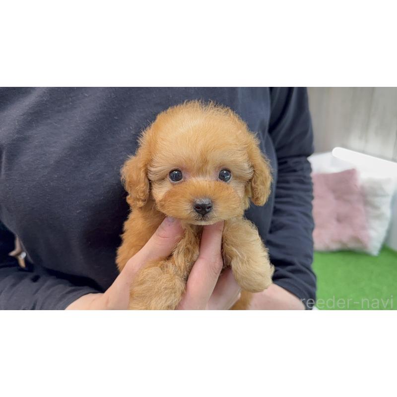 販売中の東京都のティーカッププードル-445230の6枚目