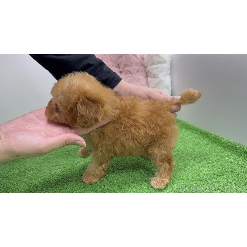 販売中の東京都のティーカッププードル-445230の5枚目