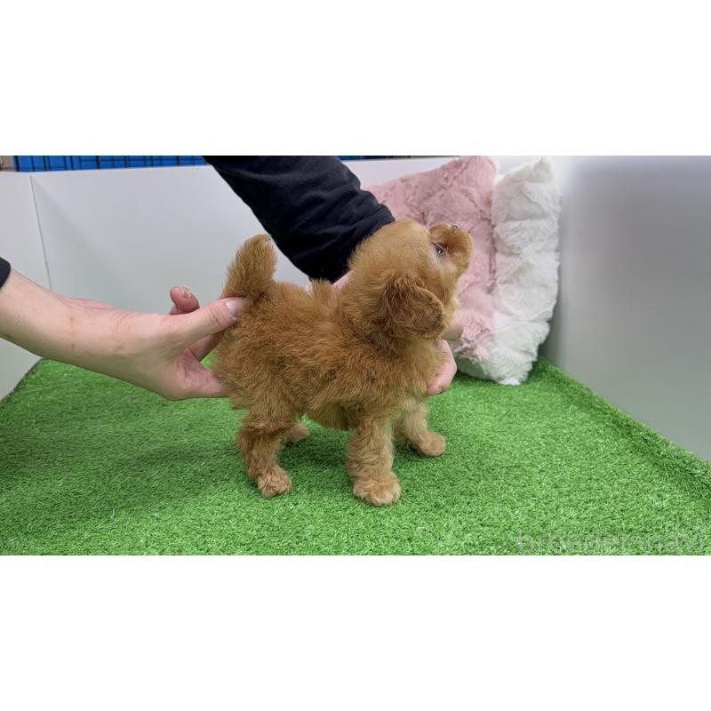 販売中の東京都のティーカッププードル-445230の4枚目